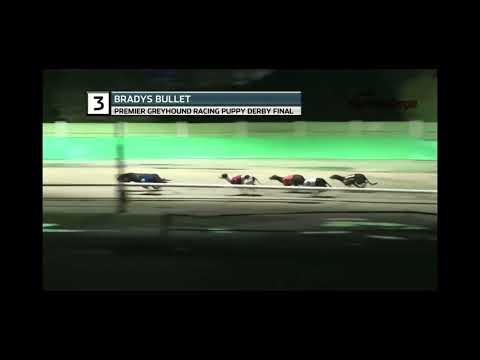 Brady’s Bullet Towcester 500m premier greyhound racing puppy derby final