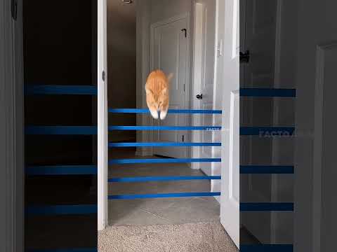 قطة شجاعة تتحدى المستحيل وتقفز كالمحترفين 🐱✨