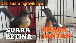 Download lagu Characteristics of Male and Female Murai Trotol mp3