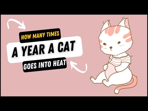 How Many Times A Year A Cat Goes Into Heat?