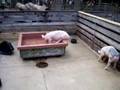 Cedar Point Early Petting Farm