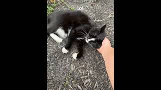 Kitty