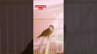 Download lagu Burung Wambi Mini Gacor Full isian mp3 Download lagu Burung Wambi Mini Gacor Full isian mp3