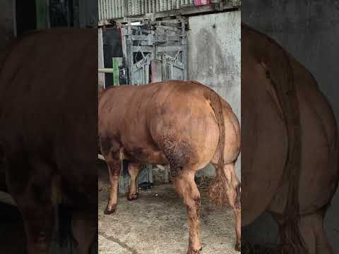 Exceptional BBx Heifer - Image 2