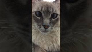 Gato fofo 🥰 #shorts #cat #cutecat #viralshorts