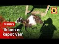 Geit Grietje dood na inbraak in kinderboerderij | Omroep Brabant