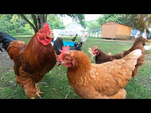 Turkeys Gobbling For Breakfast And Special Treats For Phyllis