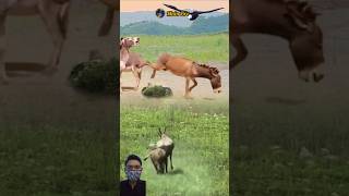 Download lagu OH MY GOD! KUDA BERSETERU DENGAN KELEDAI #animals #shorts mp3