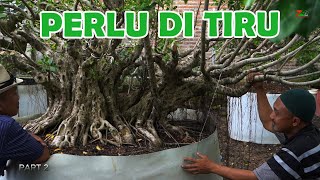 Download lagu CARA CEPAT BUAT KARAKTER BONSAI FICUS mp3 Download lagu CARA CEPAT BUAT KARAKTER BONSAI FICUS mp3
