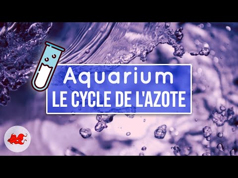 Le cycle de l'azote dans l'aquarium