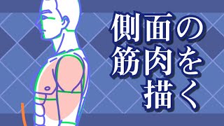 sensei by pixiv 第30回 - 人体 / 体の筋肉コース / 側面の筋肉を描く