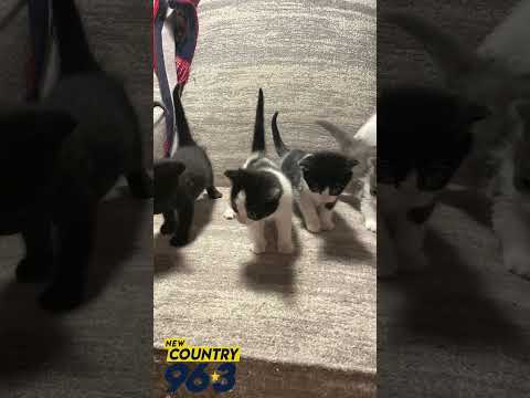 Wet Nose Wednesday Ep. 106 "Olympian Kittens"