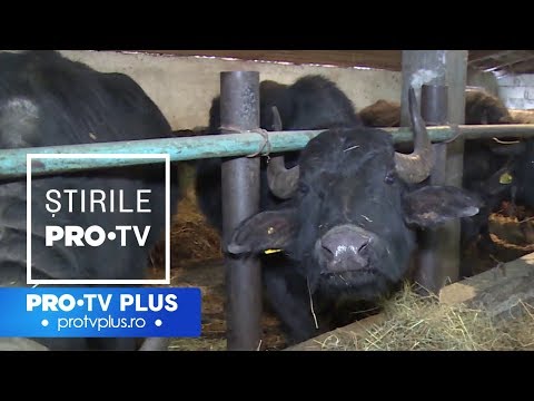 România rămâne fără bivolițe. Fermierii au explicat cum au ajuns să renunțe la ele