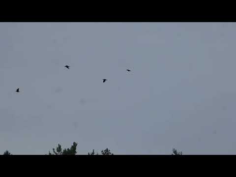 Przelot całej rodziny kruków.