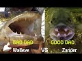 Video Thumbnail for Who's the deadbeat Dad-Walleye vs Zander