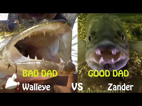 Who's the deadbeat Dad-Walleye vs Zander