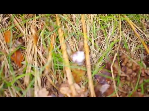 Pasakų parko Sraigytės - Olaivos daina :D