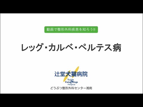 犬のレッグ・カルベ・ペルテス病 - 治療