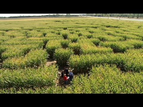 Come get lost in Minnesota’s largest corn maze