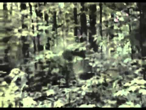 Alien- Predator - UNSICHTBARES WESEN