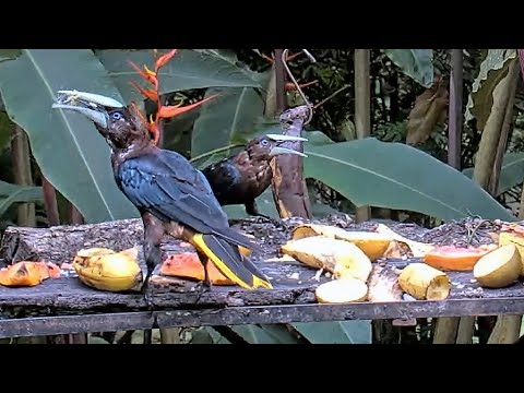Chestnut-headed Oropendolas Arrive En Masse To Feast | August 29, 2023