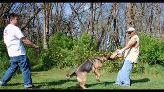 Video preview image #1 Belgian Malinois Puppy For Sale in SHELTON, WA, USA