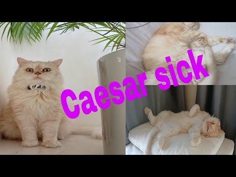 Caesar /cat/always he's sick.