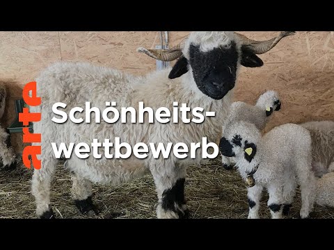 Das schönste Schaf im Wallis | ARTE