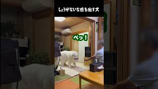 しょうがないかって感じの愛犬 #グレートピレニーズ #大型犬 #愛犬 #かわいい犬 #greatpyrenees