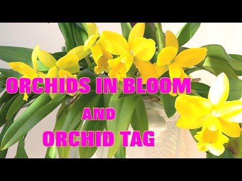 Windowsill Orchids in Bloom in November 2017 and Orchid Tag