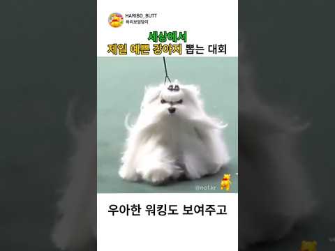 1등도 못 참는 말티즈! #동물쇼츠 #귀여운영상 #말티즈