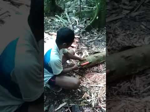 KOTEKA, BUAT APA😅🤣