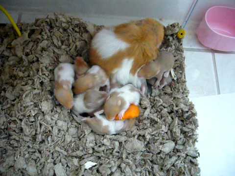 Cute Baby Hamsters Xkiwi3 Bnkwiki Cute Baby Hamsters Xkiwi3 Bnkwiki