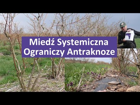 Miedź Systemiczna na Antraknoze w Borówce Amerykańskiej ?
