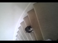 My Cat Tux Meowing Time