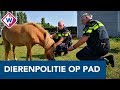 Met de dierenpolitie op patrouille naar oververhitte dieren