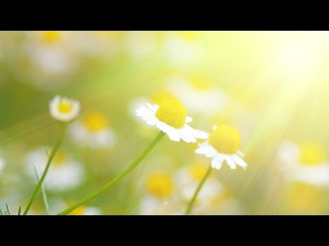 Peaceful Music, Relaxing Music, Instrumental Music, "Golden Meadow" by Tim Janis