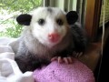 Opossumi syö mansikkaa