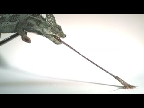 As Far As Speed Goes, Smaller Chameleons Have Faster And More Powerful Tongues