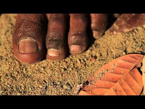 Sambada do Coco de Roda de Pontezinha (Teaser) (HD)