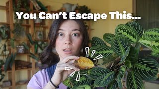 4 Inevitable Houseplant Facts 👀🪴