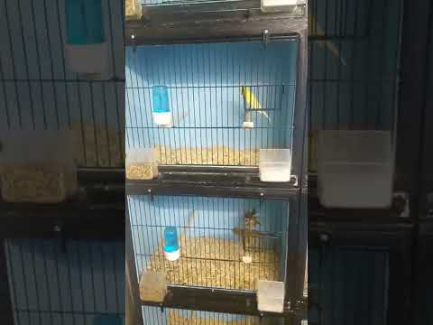 some of my Irish fancy canaries