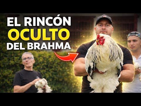 👉 Descubrí el rincón oculto del Brahma… en Titiribí Antioquia 🔥