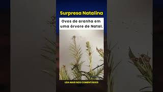 Por que as aranhas têm tantos filhotes de uma só vez? 🤯🕷️🥚