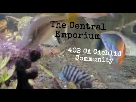 The Central Emporium - Central American 40gal community [silent tour]