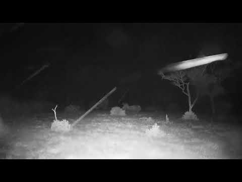 Djuma: Rain and electric storm over Djuma in Sabi Sand-Pt:2 - 02:22 - 03/15/2022