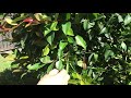 Ollie Finds A Weta In The Garden