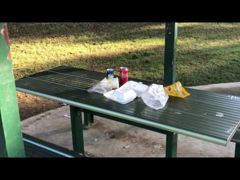 ARCHIE UNEMPLOYED: [vlogs] Brisbane Y-Gen pigs