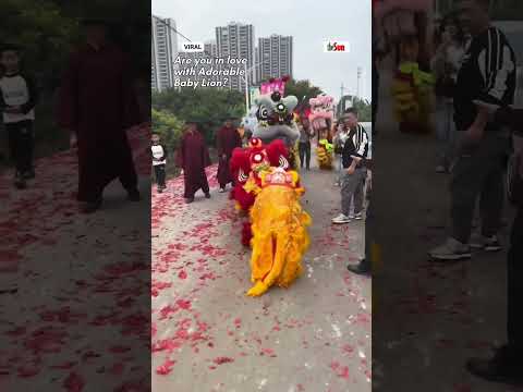 Make Way for the Adorable Baby Lion Dance!