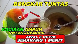 Download lagu RACIKAN LOVEBIRD TERBONGKAR BIKIN BURUNG LOVEBIRD JADI SEPERTI INI mp3